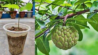 घर पे सीताफल का पौधा बीज से कब और कैसे उगाये  How To Grow Custard Apple at Home