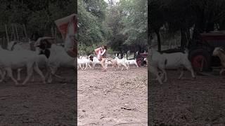 Así es la VIDA en una COLONIA RURALPampa Cabrera- Chaco