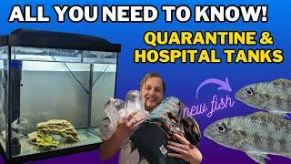 How to quarantine fish The DOS & DONTS of Hospital tank setup medications and more