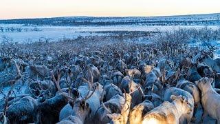 Stunning Reindeer Migration Captured by Drone