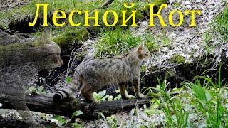 Кавказский Лесной Кот  Wildcat  Gatto Selvatico