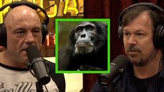 Documentarian James Reed on Witnessing Chimpanzee Patrols and Attacks