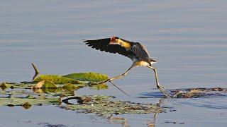 Jacana - Jesus bird Lilly trotter or Comb-crested Jacana. A documentary