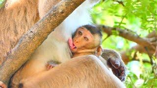 Funny milk...When baby monkey JESSICA Breast licking​ but not sucking milk like this.