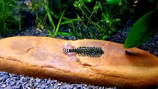 #Aquarium. Псевдоскат севилья. Beaufortia leveretti. Видео-архив.