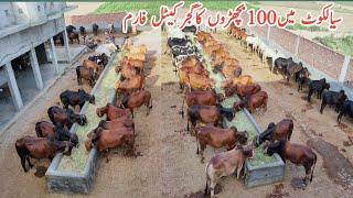 Gujjar Cattle Farm SialkotCalf Fattening Business in PakistanBiggest Bachra Farming in Pakistan