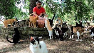 When this man opens his arms and calls out to cats no cat in the city will go hungry.