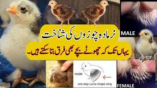 Chuzo mein Murga Murgi ki pehchan  How to Identify Female & Male Chicks?