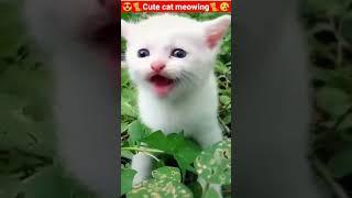 Cat MeowingCat Sound Cute Cat Videos #shorts #cat #cats #dog #puppy #catlover #catfunnyshorts