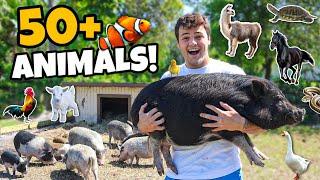 Day in My Life with 50+ ANIMALS on FARM