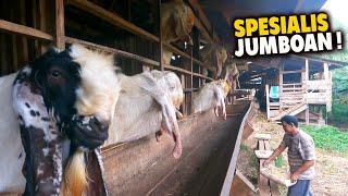 Senduro Supers Biggest Goat Livestock