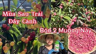 Chia Sẻ Cách Bón Phân Cho Cây Ăn Trái Vào Mùa Thu  Để Mùa Xuân Cây Ra Nhiều Bông Trái