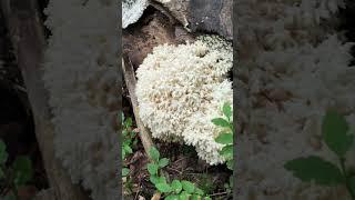 Ежовик коралловидный .Hericium coralloides.