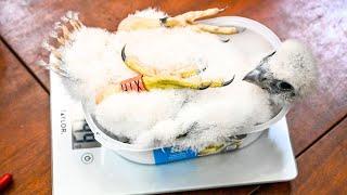 Peregrine chicks weighed in ice cream tubs after hatching at Worcester Cathedral  SWNS