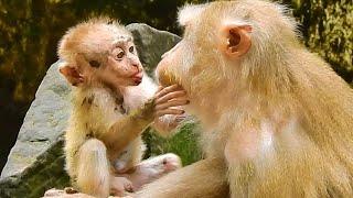 Monkey & primates Leo Loves Mom So Much Nat Geo Wild Baby Monkey Wild BBC Earth Monkey Animal