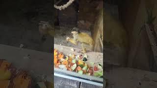 Bolivian Squirrel Monkey - Feeding Time  #animals #animallover #monkey #nature