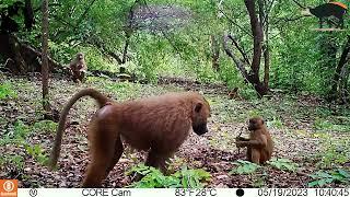 La faune du futur Parc National de Pinselli-Soyah-Sabouyah en Guinée