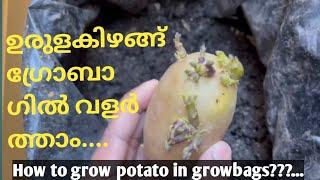 How to grow potato in growbags???…ഉരുളകിഴങ്ങ് ഗ്രോബാഗിൽ വളർത്താം....
