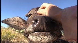  Relax with Nandi the baby Water Buffalo  ASMR