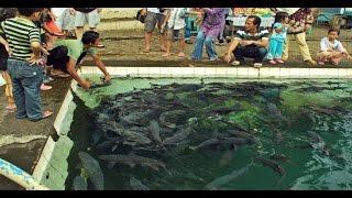 Misteri Ikan Dewa.. Ikan Keramat Yang Hanya Ada Di Indonesia