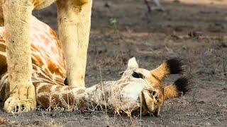 Lioness Takes Down Baby Giraffe