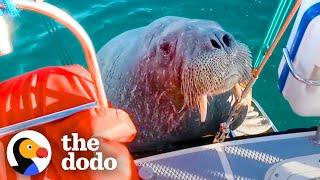 Wild Walrus Takes A Summer Vacation Across Europe  The Dodo Comeback Kids