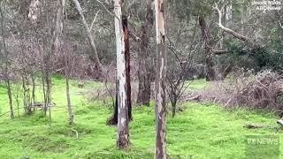 Park goers spot what they think is a Tasmanian Tiger -