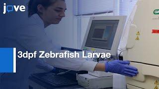 3dpf Zebrafish Larvae DNA Extraction and Genotyping  Protocol Preview