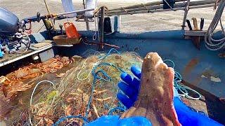 GIANT SPIDER CRABS WIPE OUT ARE FLATFISH NET - Plaice Catch & Cook