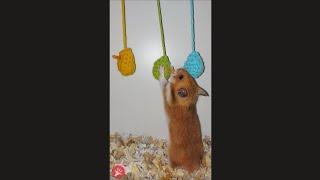 Hamster Challenge Eating Carrot Wool Eggs
