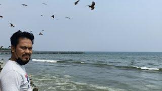  Bald eagle  #beautyofthalassery #dumchipara_tg