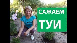 КАК САЖАТЬ ТУЮ. Как правильно сажать туи в ряд