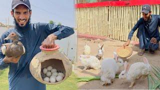 Sab Rabbits Ko Bahir Chor Dia   Duck Ki Samjh Ni A Rhi   