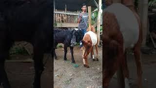 Tutorial xxx kambing