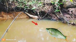 REKOR... Panen Ikan Nilem Terbesar Kalimantan..