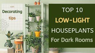Top 10 Low-Light Houseplants to Brighten Up Your Dark Room with Decorating Tips