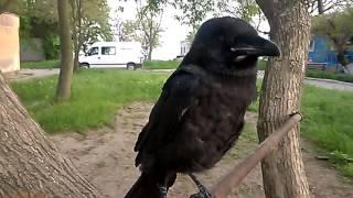 Птенец-ВОРОН не ворона огромный малыш  Chick-RAVEN