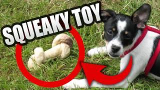 Squeaky Toy Sounds PLAY WITH YOUR DOG
