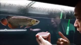 LIOW VIDEO Special Arowana Video for my YT friends 龙鱼喂食短片