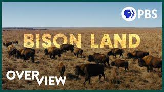 How Bison Are Saving Americas Lost Prairie