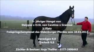 for sale - Siegerhengst Freispringchampionat OS - Stalypso x ElSt. Caretino x Grannus