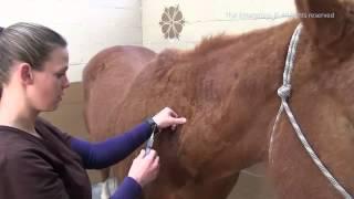 How to Give A Horse an Intramuscular Shot -  IM Injection