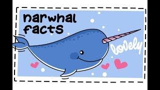 20 Fun Facts About Narwhals 