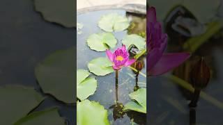 Why You Need Pond Plants 