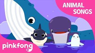 Song of the Whales  Animal Songs  Learn Animals  Pinkfong Animal Songs for Children