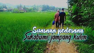 suasana pedesaan  pemandangan sawah kampung kalibunder sukabumi