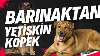 BARINAKTAN YETİŞKİN KÖPEK SAHİPLENİRSEM NEYLE KARŞILAŞIRIM? SORUN YAŞAR MIYIM?