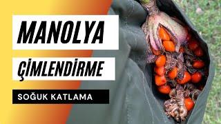 Manolya Tohumu Çimlendirme  Soğuk Katlama Yöntemi