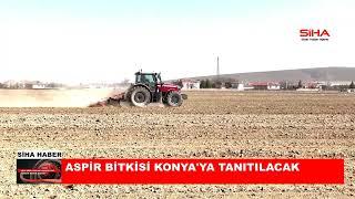 Aspir bitkisi Konyaya tanıtılacak