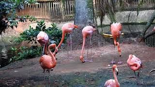 Flamingo Foot Stomp